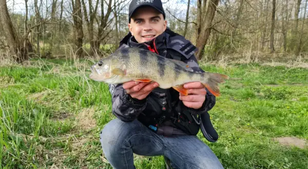 Szczęśliwy wędkarz prezentuje okonia. Czy to jest ten, który waży około 30 cm?