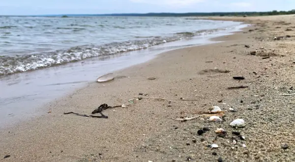 Piaszczysta plaża nad spokojną wodą, z widocznymi muszlami i wodorostami.