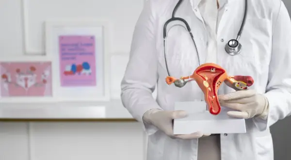 Lekarz prezentuje model narządów rodnych, omawiając grubość endometrium normy.
