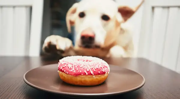 Labrador z zaciekawieniem patrzy na pączka. Czy pies może jeść słonecznik? Nie, ale ten pączek wygląda kusząco!
