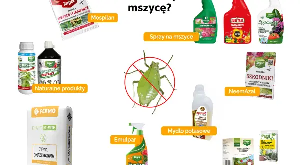 Domowe sposoby na mszyce: Mospilan, naturalne produkty, ziemia okrzemkowa, spraye, NeemAzal, mydło potasowe, taśmy lepowe.