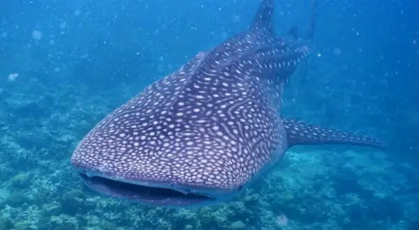 Ein Walhai schwimmt majestätisch durch das klare blaue Wasser der Malediven. Seine Haut ist mit einem einzigartigen Muster aus weißen Punkten bedeckt, das ihn unverwechselbar macht. Diese sanften Riesen sind ein beeindruckender Anblick für Taucher und ...