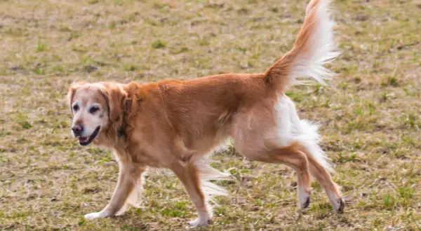 Złoty pies rasy retriever biegnie po trawie.