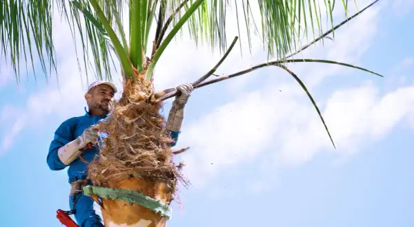 Un homme taille un palmier, enlevant des feuilles mortes avec une scie.