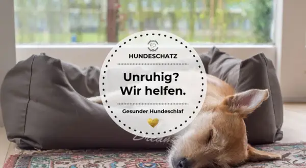 Ein Hund kommt in fremder Umgebung nicht zur Ruhe, liegt aber nun entspannt auf seinem Hundebett. "Unruhig? Wir helfen.