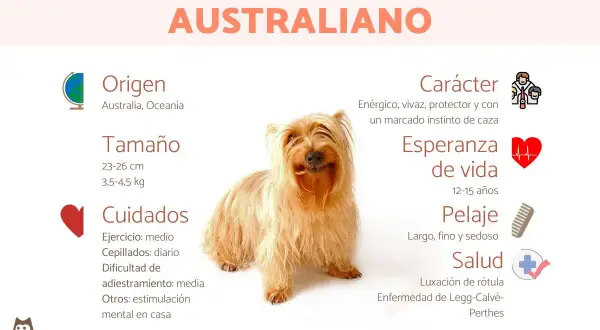 Un adorable Australian Silky Terrier, con su pelaje largo y sedoso, posa sonriente. La infografía detalla su origen australiano, tamaño, cuidados, carácter enérgico y salud.