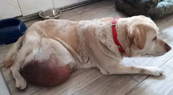 Labrador z widocznym, dużym, twardym guzem u nasady ogona. Pies leży na podłodze, ubrany w czerwoną obrożę.