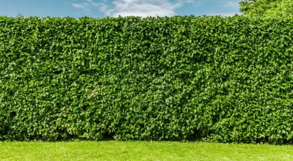 Gęsty, zielony buk żywopłot tworzy naturalną ścianę na tle błękitnego nieba z chmurami.