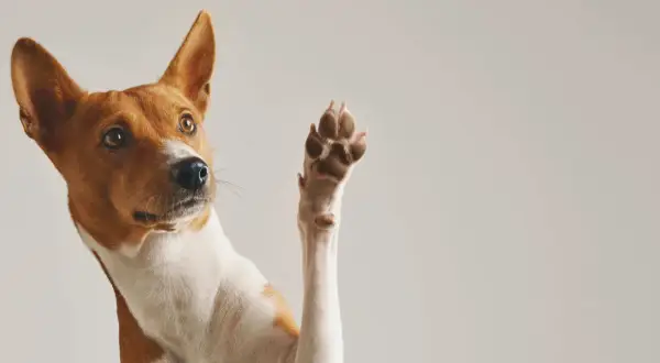 Ein Hund hebt eine Pfote, als ob er Hilfe bei seinen wunden Pfoten sucht.