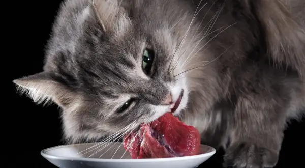 Gato gris comiendo carne cruda de un plato blanco, disfrutando de su dieta barf gatos.