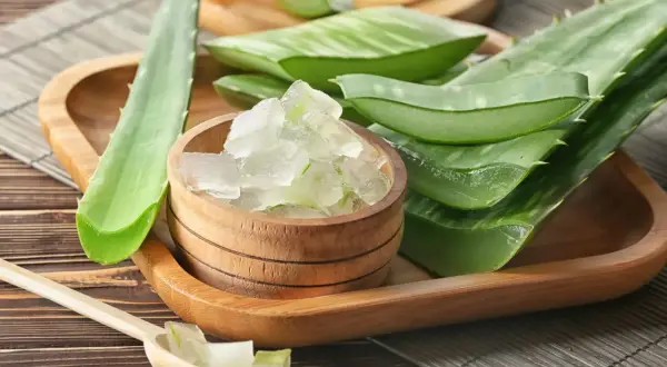 Frische Aloe Vera Blätter und gewürfeltes Aloe Vera Gel 100 Prozent in einer Holzschale.
