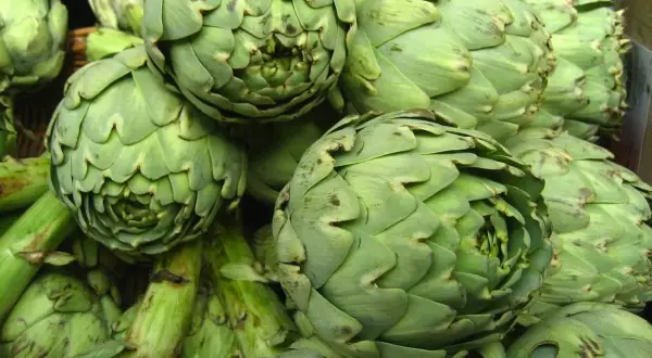 Un montón de alcachofas verdes, con sus escamas apretadas, parecen un pelo alcachofa natural.