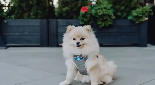 Uroczy pomeranian w szarych szelkach z niebieskim logo siedzi na chodniku.