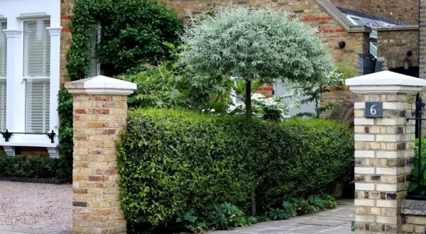 Ein Pyrus salicifolia Baum mit silbrigem Laub steht hinter einer dichten Hecke. Ziegelpfeiler flankieren den Weg.