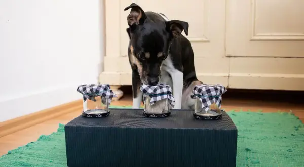 Hund schnüffelt an Gläsern, die als hundespielzeug selber machen dienen.