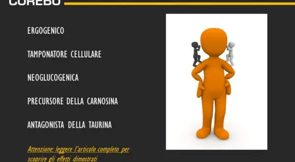 Beta-alanina: ergo, tampone cellulare, precursore carnosina. Scopri a cosa serve per migliorare le prestazioni.