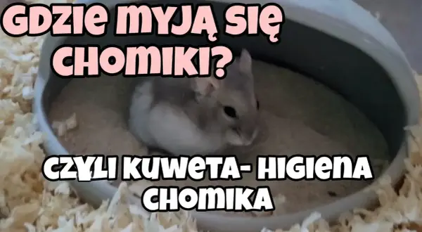 Jak nauczyć chomika robić do kuwety - skuteczne metody i porady
