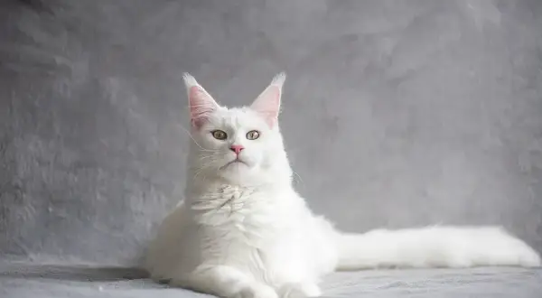 Biały kot Maine Coon, jakby z wiersza na pożegnanie kota, spogląda z szarego tła. Jego puszyste futro i bystre oczy budzą wspomnienia.