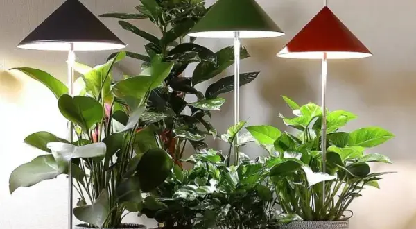 Badezimmer pflanze wenig licht: 7 pflegeleichte Optionen für dunkle Räume