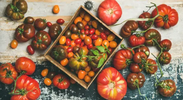 Varietà di pomodori, dai grandi ai ciliegino, in una cassetta e sparsi. Chi dice che i pomodori fanno ingrassare?