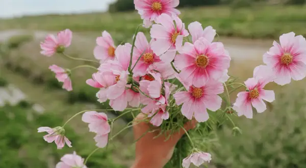 En hand håller en bukett med rosa buskkrasse i kruka. Blommorna har ljusrosa kronblad med mörkare rosa inslag mot mitten och gula ståndare.