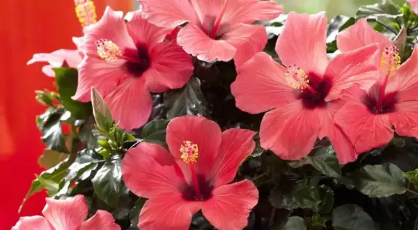 Piękny hibiskus domowy w odcieniach koralu, z ciemnym środkiem i żółtymi pręcikami.