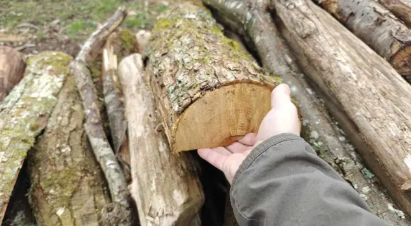 Main d'une personne tenant une bûCHE de bois coupée, avec une pile de bois en arrière-plan.