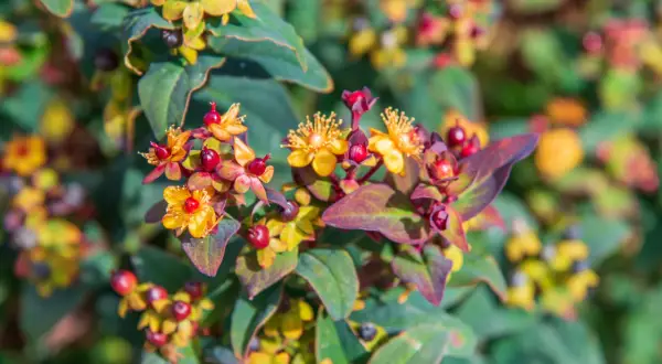 Fleurs jaunes et baies rouges sur une plante de millepertuis, aux feuilles vertes et pourpres.