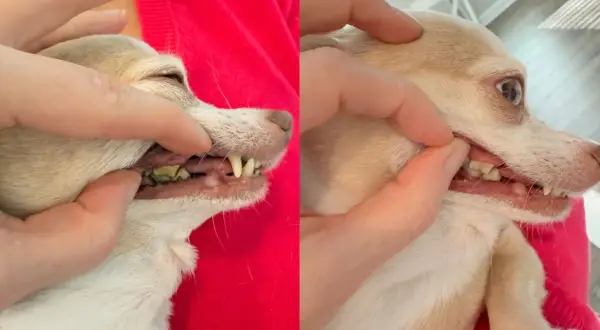 Side-by-side comparison showing a chihuahua's teeth before and after dog teeth cleaning. The left shows significant plaque, while the right shows cleaner teeth.