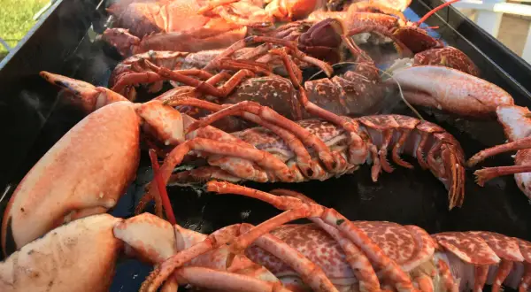 Une grande quantité de homard pas cuit est posée sur un plateau, dégageant une légère vapeur.