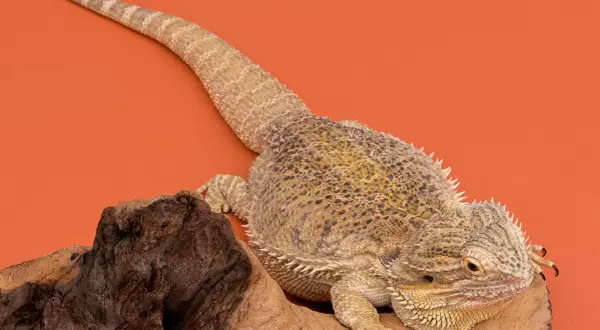 Agama brodata na drewnie. Sprawdź atrakcyjną agama brodata cenę i dowiedz się więcej o tych fascynujących gadach.