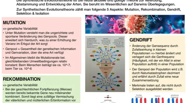 Die synthetische Evolutionstheorie erklärt Vererbung und Artenentwicklung. Sie umfasst Mutation, Rekombination, Gendrift, Selektion und Isolation.