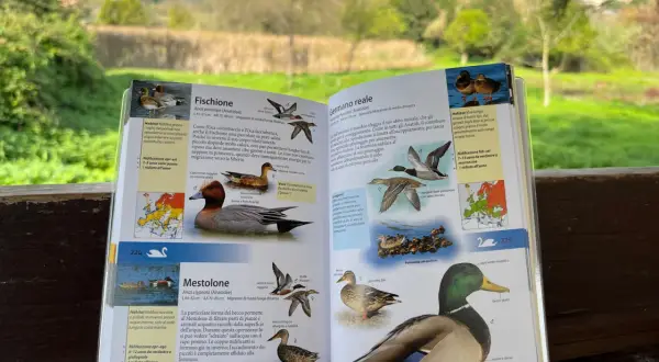 Uccelli nel Lago di Garda: il Fischione, il Mestolone e il Germano reale illustrati in un libro.