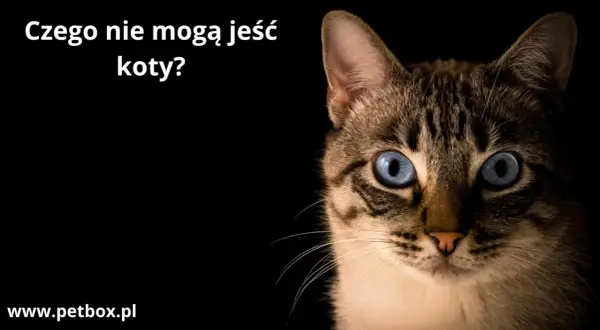 Pistacje dla kota? Zdecydowanie nie! Oto 4 powody, by ich unikać