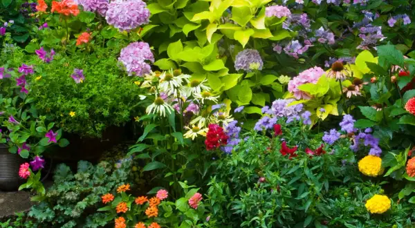 Las mejores flores que plantar en septiembre para un jardín hermoso