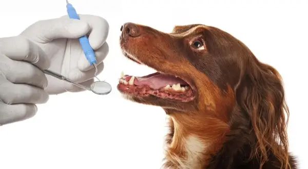 Un veterinario revisa los dientes de un perro con un espejo dental. ¡Es hora de limpiar dientes perro!