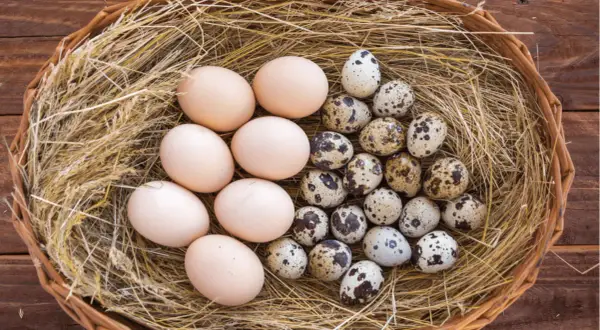 Ein Nest mit Hühner- und Wachteleiern. Wachteleier sind klein, gefleckt und gelten als besonders gesund.