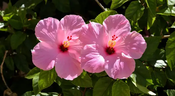 Hibiskus ogrodowy: Przesadzanie bez szoku. Poradnik krok po kroku