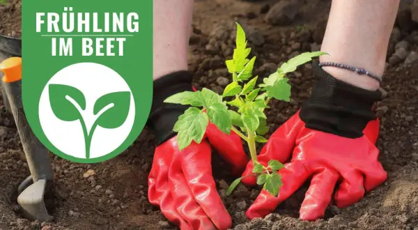 Rote Handschuhe pflanzen junge Tomatenpflanzen im Beet. Frühling im Beet!