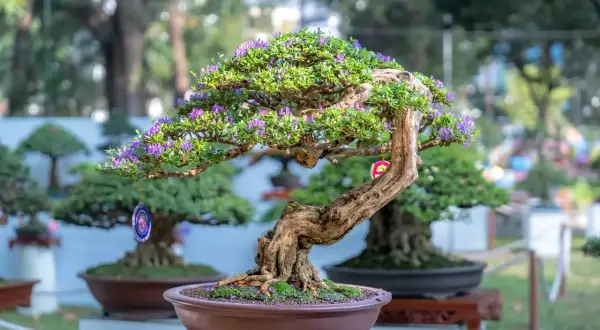 Magnifique arbre nain d'origine asiatique, orné de petites fleurs violettes et de décorations suspendues, dans un pot en terre cuite.