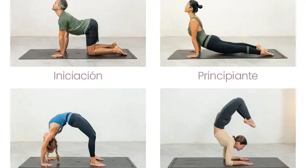 Cuatro posturas de yoga: iniciación, principiante, intermedio y avanzado. La última muestra posturas de yoga avanzadas.