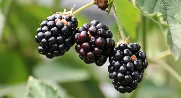 Kiedy jest sezon na jeżyny? Odkryj najlepszy czas na zbiór tych owoców