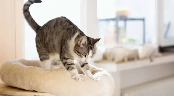 A tabby cat stretches on a plush cat tree, its paws kneading the soft surface. This behavior, like purring, often signifies contentment and comfort.