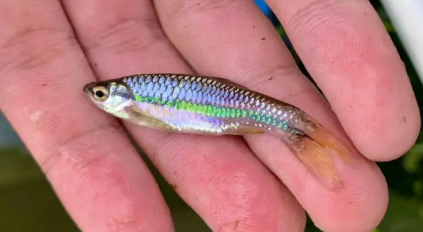 Un petit poisson vairon aux reflets irisés bleus et verts repose sur une main.