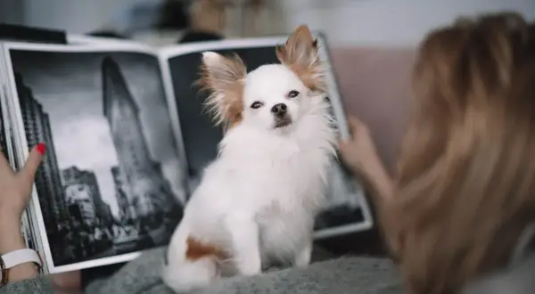 Urocza chihuahua długowłosa siedzi obok otwartego albumu ze zdjęciami.