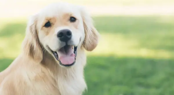 Uśmiechnięty golden retriever na trawie. Czy psy widzą duchy? Ten piesek wygląda, jakby coś go zaintrygowało.