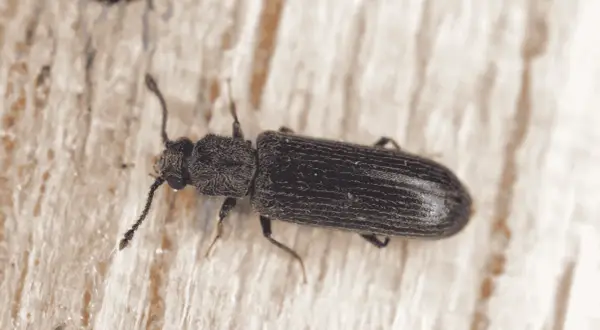 Gros plan d'un insecte xylophage noir, aux antennes filiformes, se déplaçant sur une surface en bois clair.