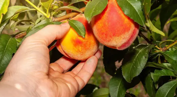 Ręka zbiera dojrzałą brzoskwinię z drzewa. Owoc jest pomarańczowo-czerwony, pokryty meszkiem.