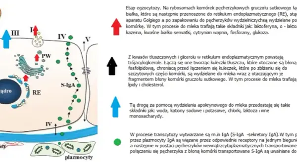 Kiedy pojawia się mleko w piersiach? Zaskakujące fakty o laktacji