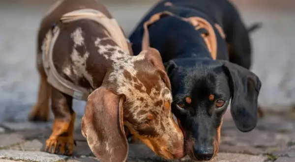 Dos teckels, uno atigrado y otro negro, se huelen. Pensando en qué dar de comer a un teckel, estos adorables perros esperan su próxima comida.